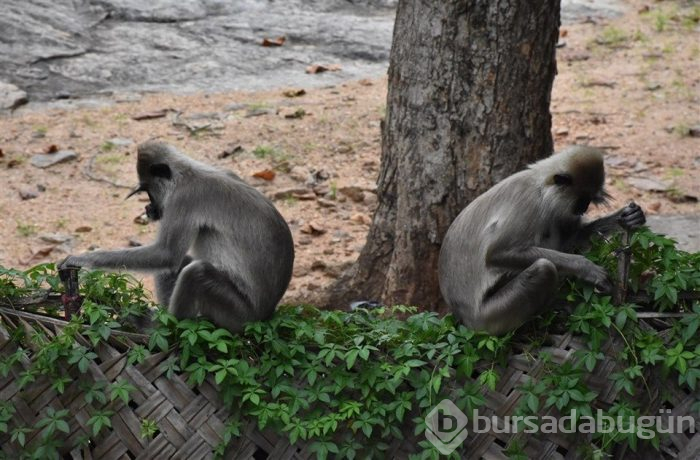 "Hindistan'ın gözyaşı": Sri Lanka