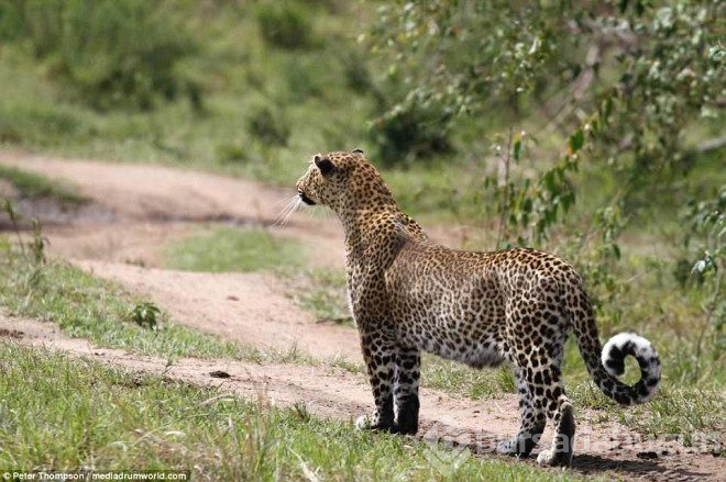 Hamile leopar domuzunu yakalamak için şov yaptı.