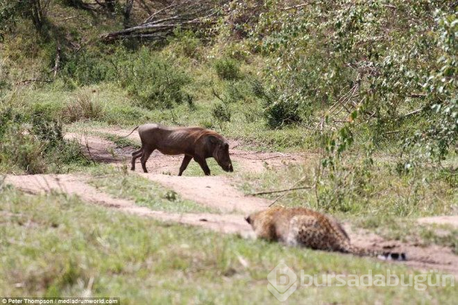 Hamile leopar domuzunu yakalamak için şov yaptı.