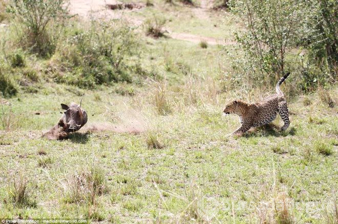 Hamile leopar domuzunu yakalamak için şov yaptı.