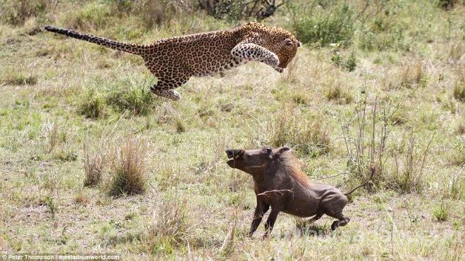 Hamile leopar domuzunu yakalamak için şov yaptı.