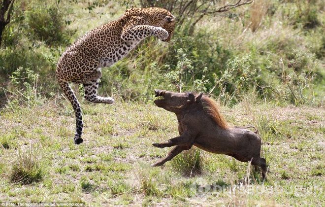 Hamile leopar domuzunu yakalamak için şov yaptı.
