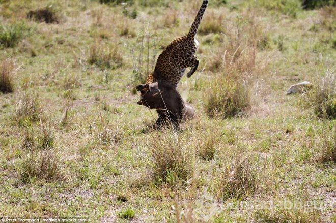 Hamile leopar domuzunu yakalamak için şov yaptı.