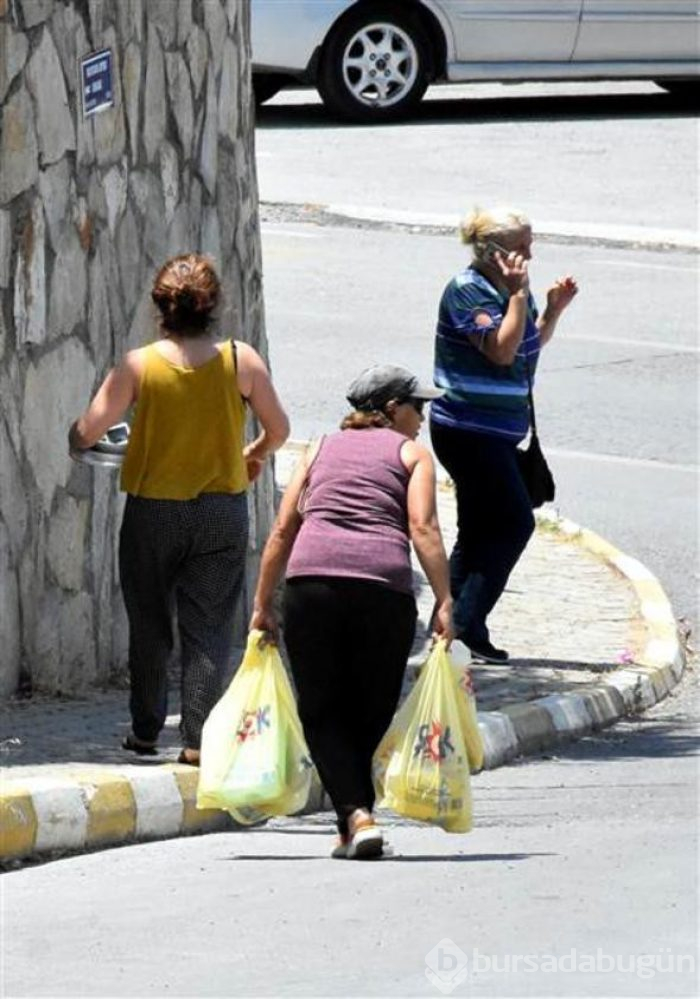 Bodrum'da domuz sürüsü paniği