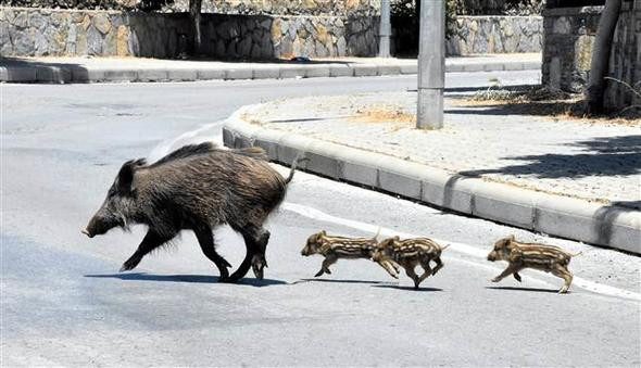 Bodrum'da domuz sürüsü paniği