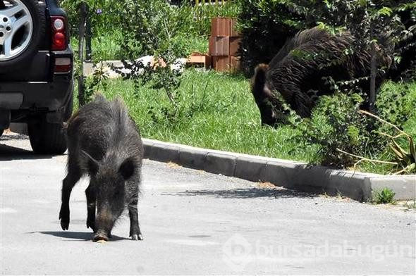 Bodrum'da domuz sürüsü paniği