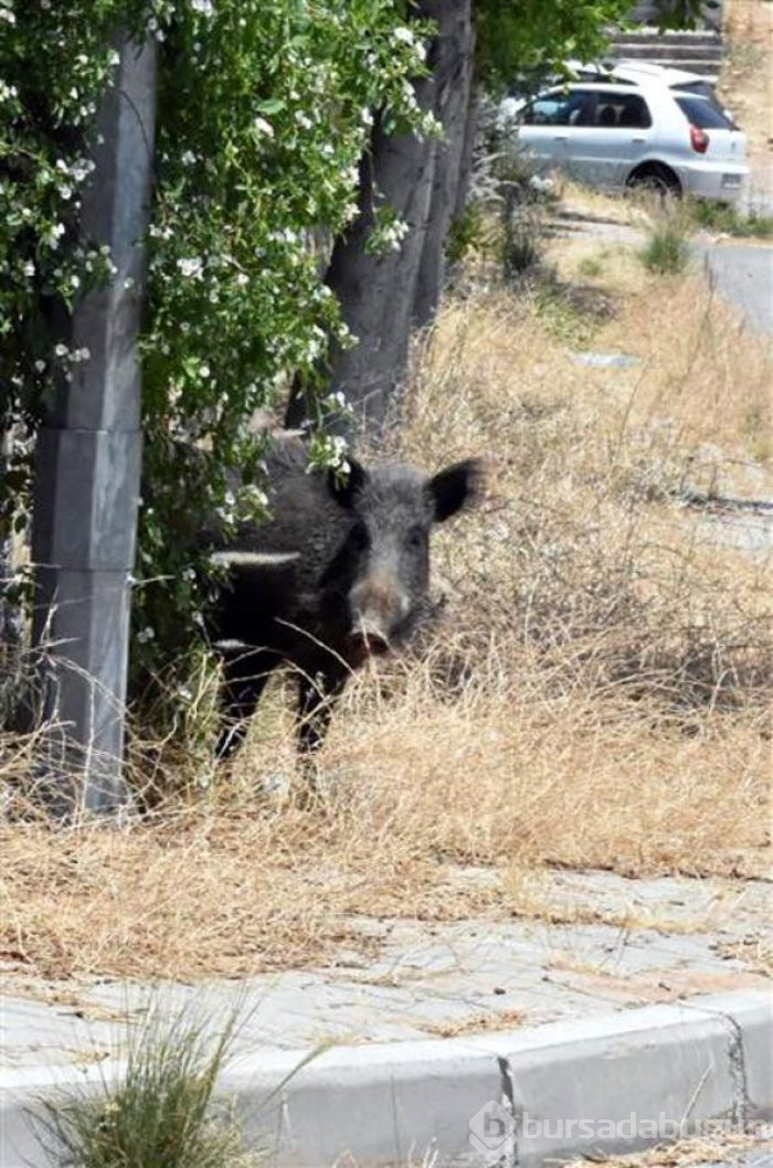 Bodrum'da domuz sürüsü paniği