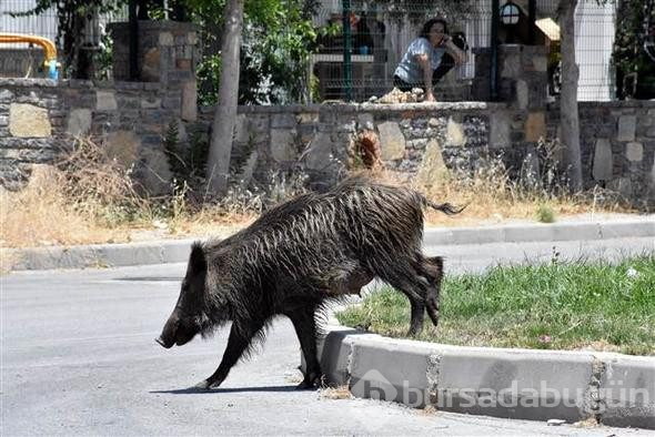 Bodrum'da domuz sürüsü paniği