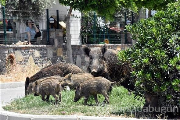 Bodrum'da domuz sürüsü paniği