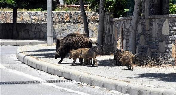 Bodrum'da domuz sürüsü paniği