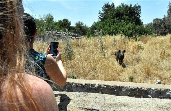 Bodrum'da domuz sürüsü paniği