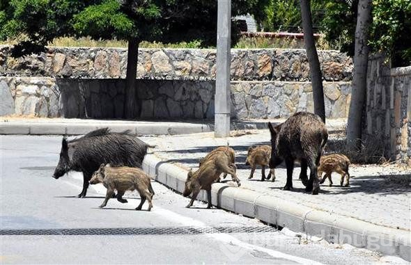 Bodrum'da domuz sürüsü paniği