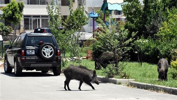 Bodrum'da domuz sürüsü paniği