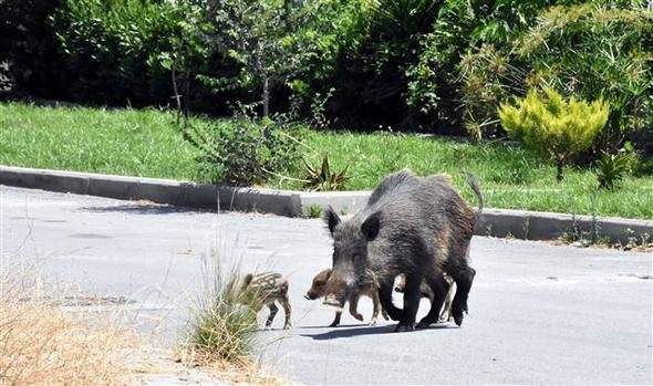 Bodrum'da domuz sürüsü paniği