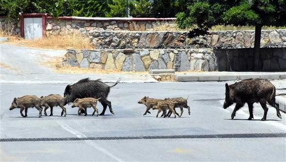 Bodrum'da domuz sürüsü paniği