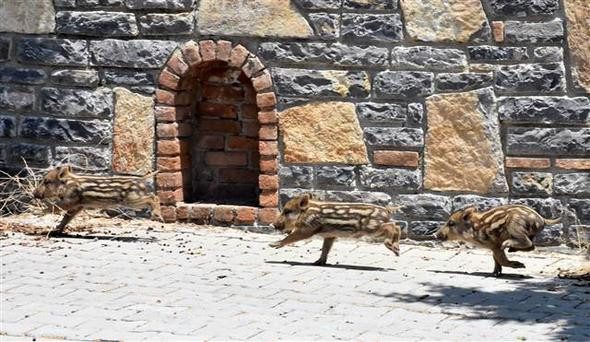 Bodrum'da domuz sürüsü paniği