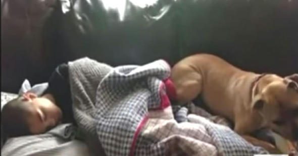 Köpek sahibini uluyarak uyandırdı! Banyo kapısını açan kadın hayatının şokunu yaşadı...