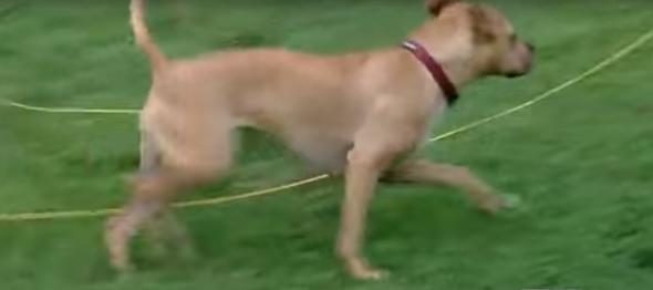 Köpek sahibini uluyarak uyandırdı! Banyo kapısını açan kadın hayatının şokunu yaşadı...