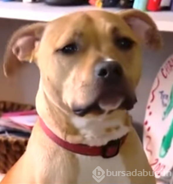 Köpek sahibini uluyarak uyandırdı! Banyo kapısını açan kadın hayatının şokunu yaşadı...