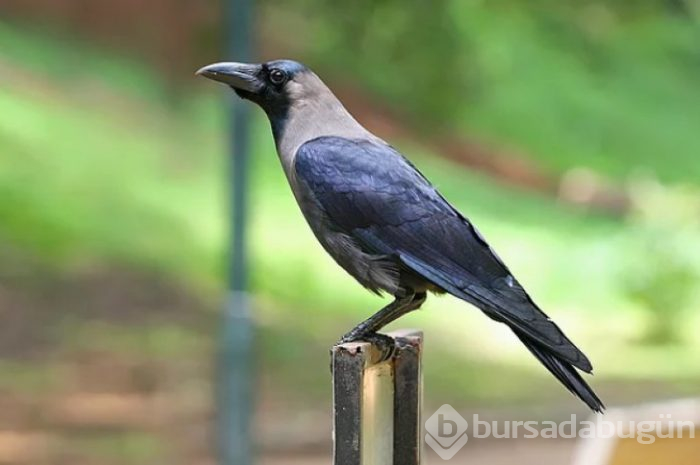 Kargalar ile ilgili bilinmeyenler gerçekler