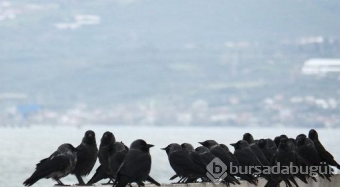 Kargalar ile ilgili bilinmeyenler gerçekler