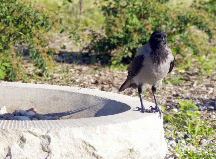 Kargalar ile ilgili bilinmeyenler gerçekler