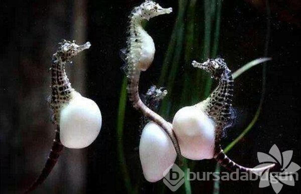  İşte içinizde yeni bir hayatı büyüten 23 hayvan