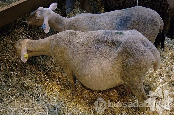  İşte içinizde yeni bir hayatı büyüten 23 hayvan