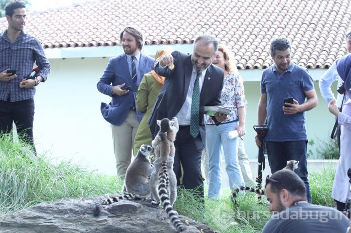 Bursa Hayvanat Bahçesi'nin yeni misafirleri görücüye çıktı