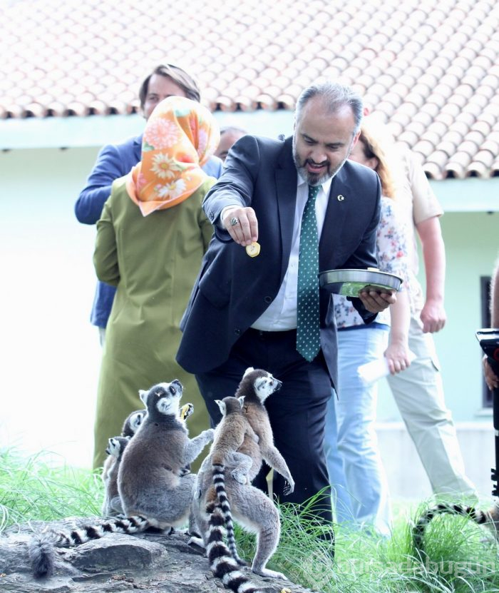 Bursa Hayvanat Bahçesi'nin yeni misafirleri görücüye çıktı