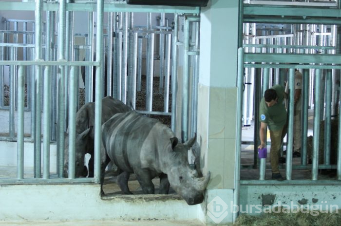 Bursa Hayvanat Bahçesi'nin yeni misafirleri görücüye çıktı
