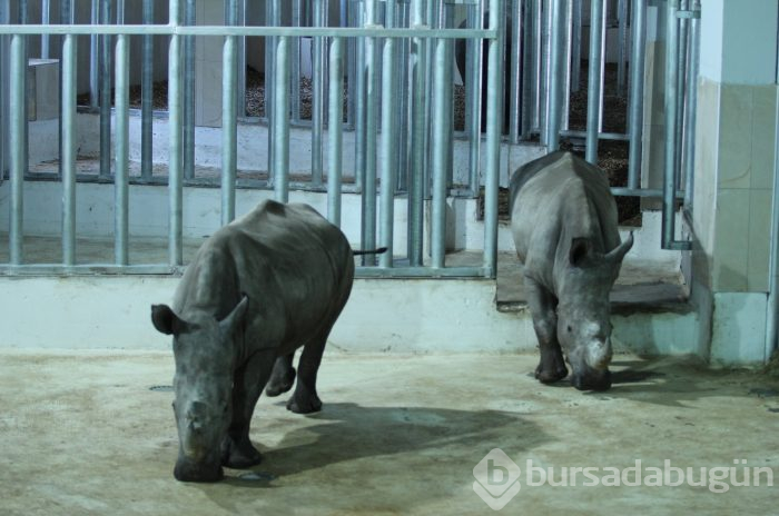Bursa Hayvanat Bahçesi'nin yeni misafirleri görücüye çıktı
