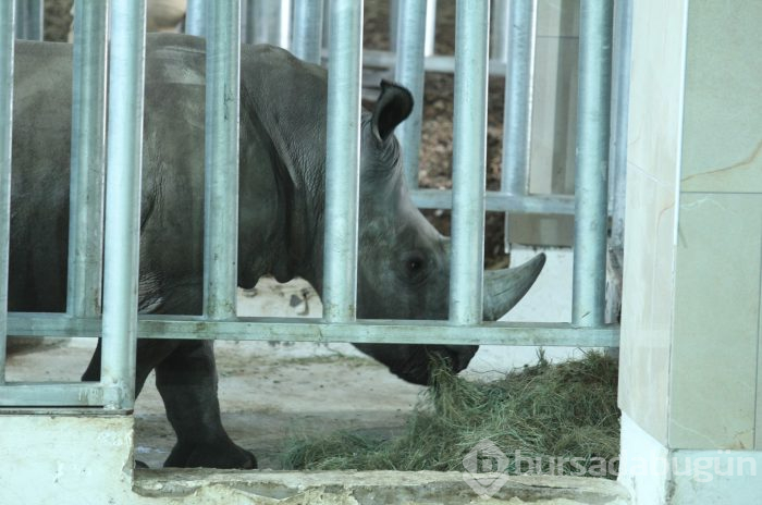 Bursa Hayvanat Bahçesi'nin yeni misafirleri görücüye çıktı