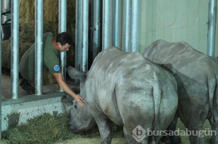 Bursa Hayvanat Bahçesi'nin yeni misafirleri görücüye çıktı
