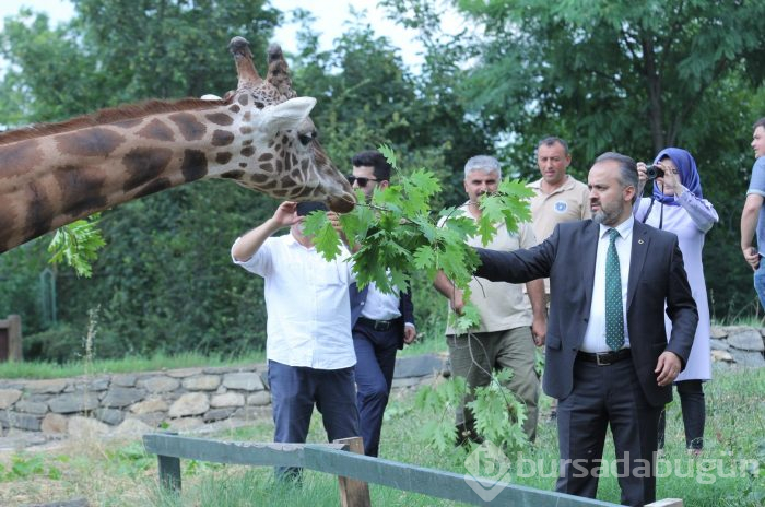 Bursa Hayvanat Bahçesi'nin yeni misafirleri görücüye çıktı