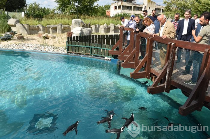 Bursa Hayvanat Bahçesi'nin yeni misafirleri görücüye çıktı