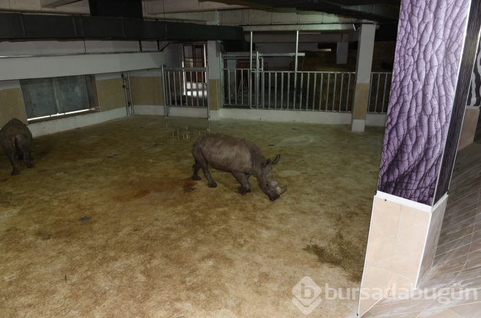 Bursa Hayvanat Bahçesi'nin yeni misafirleri görücüye çıktı