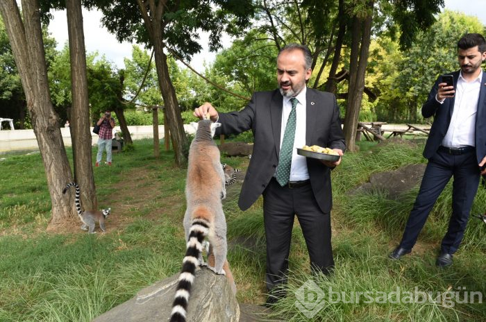 Bursa Hayvanat Bahçesi'nin yeni misafirleri görücüye çıktı