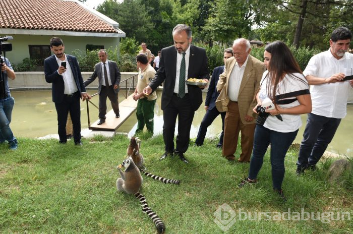 Bursa Hayvanat Bahçesi'nin yeni misafirleri görücüye çıktı