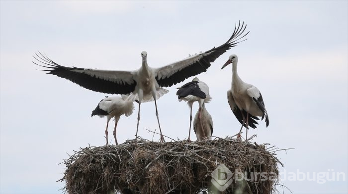 Bursa'da "14. Uluslararası Leylek Festivali" başladı
