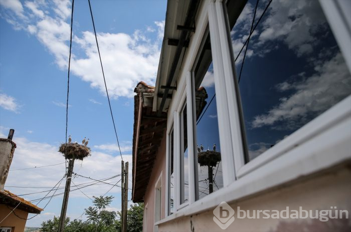 Bursa'da "14. Uluslararası Leylek Festivali" başladı
