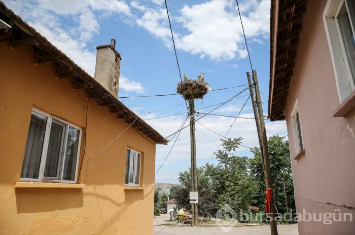 Bursa'da "14. Uluslararası Leylek Festivali" başladı
