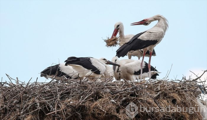 Bursa'da "14. Uluslararası Leylek Festivali" başladı
