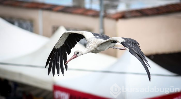 Bursa'da "14. Uluslararası Leylek Festivali" başladı
