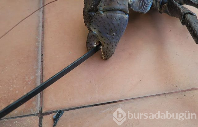 Birbirinden tuhaf hayvanlar!