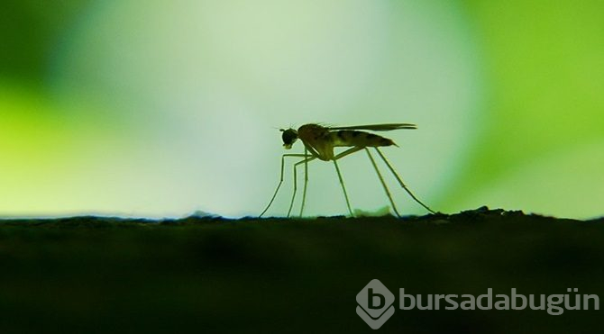 Sivrisineklerin tamamen yok olsa ne olurdu?