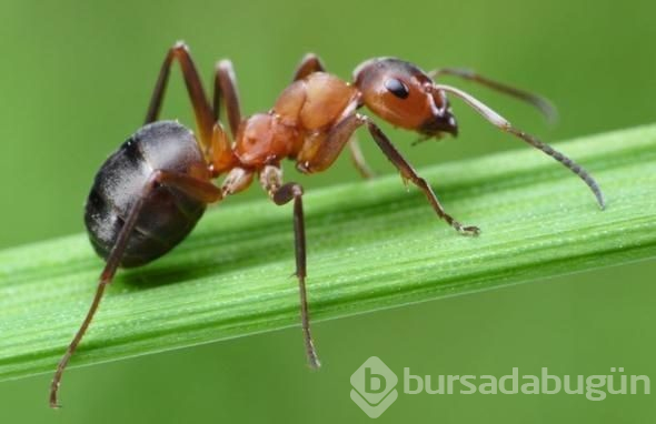 Az kişinin bildiği 24 bilimsel gerçek