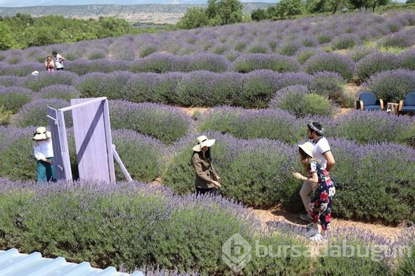 Türkiye'nin yeni gözdesi lavanta ve Salda

