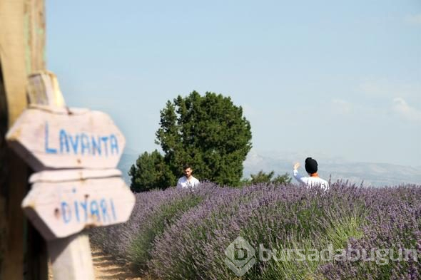 Türkiye'nin yeni gözdesi lavanta ve Salda
