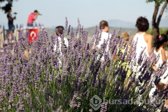 Türkiye'nin yeni gözdesi lavanta ve Salda

